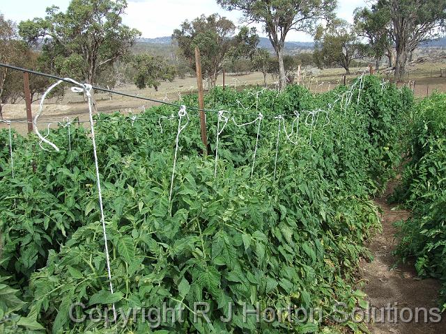 Tomatoes Bendemeer_2